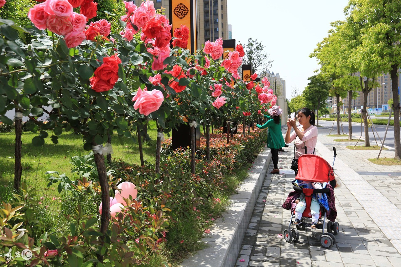 果农想在一棵树嫁接多种水果？掌握这技术要点，完全可以亲自做到