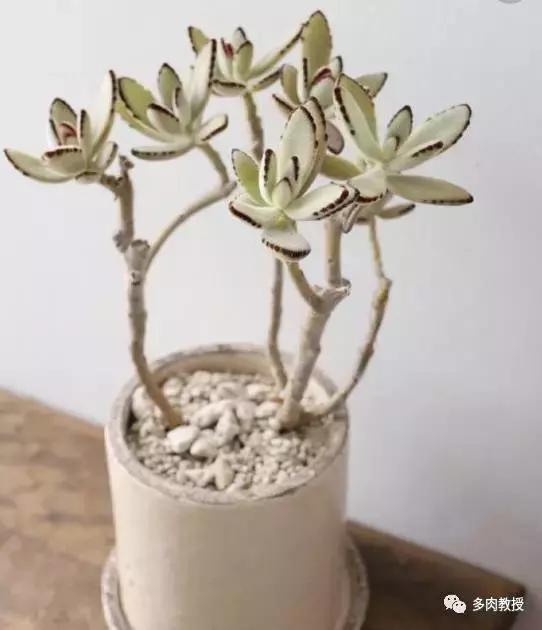 多肉老桩配古盆！美的惊艳了时光！