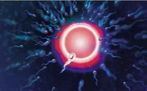 月经过后排卵期是怎么计算的,排卵期怎么计算以及怎么备孕