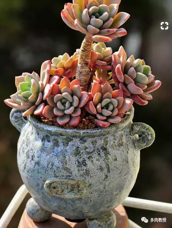 多肉老桩配古盆！美的惊艳了时光！