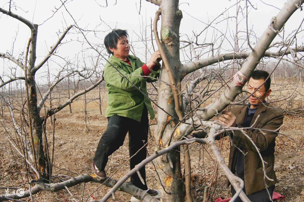 果农想在一棵树嫁接多种水果？掌握这技术要点，完全可以亲自做到