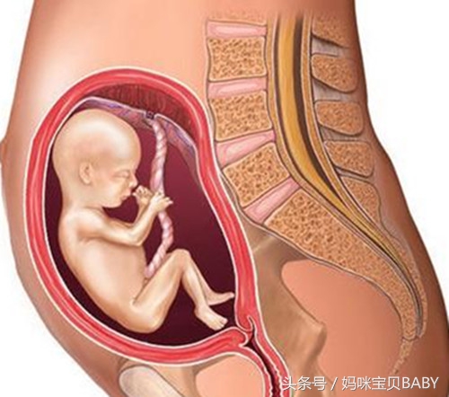 孕期五个月胎儿应该有多大,孕妇怀孕五个月肚子应该多大