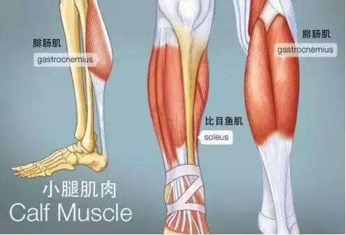 瘦的萝卜腿,萝卜腿还能瘦下来吗