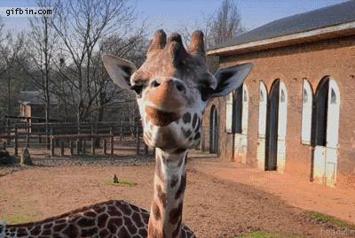 如何在网上查一家公司真实性,如何识别一家公司是否正规