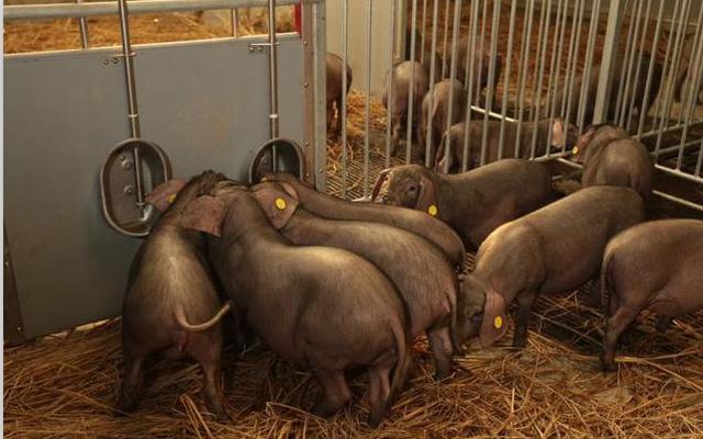 养猪想赚钱注意这3点,怎么养猪才能赚钱视频