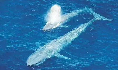 澳航全球最长航线计划,澳航几月能直飞中国