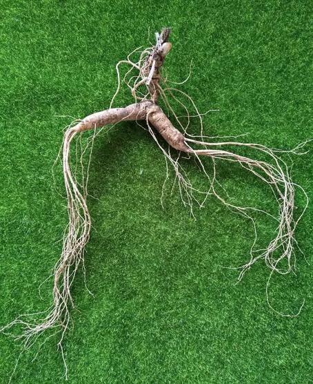 买人参科普,网上买的干人参应该注意哪几点