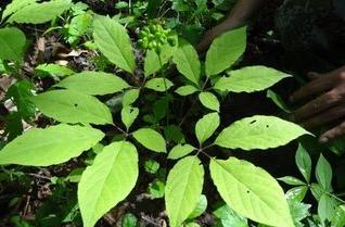 买人参科普,网上买的干人参应该注意哪几点