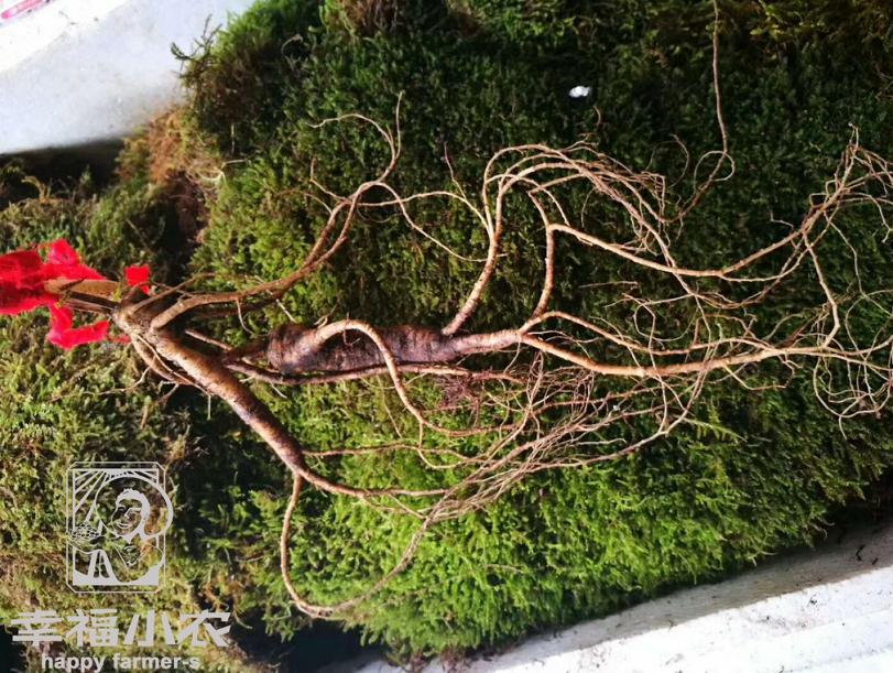 买人参科普,网上买的干人参应该注意哪几点