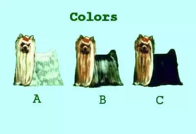 成年咖啡色约克夏,稀有色约克夏你开什么玩笑