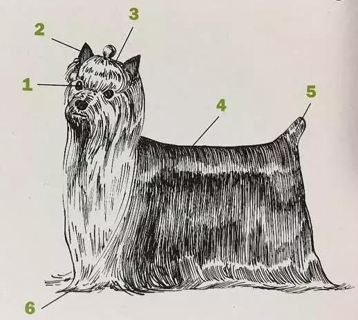 成年咖啡色约克夏,稀有色约克夏你开什么玩笑