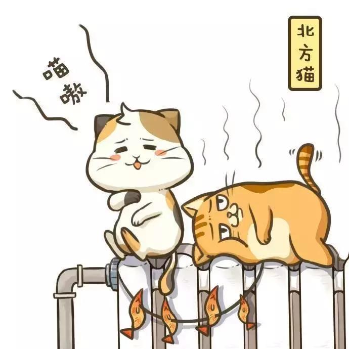 北方的猫过冬靠暖气，那南方的猫靠啥？