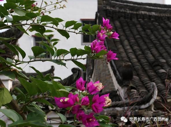 脱贫大变化美丽乡村展新颜,脱贫乡村翻天覆地的变化