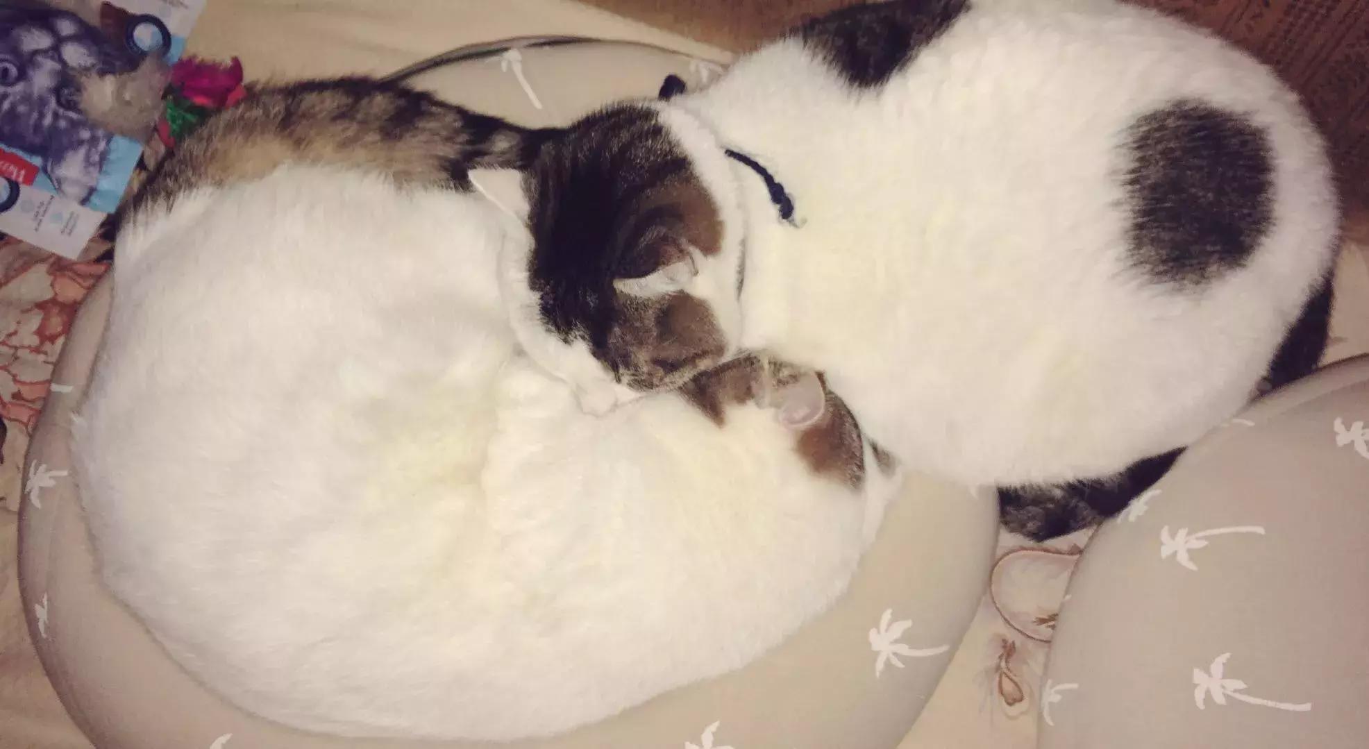 北方的猫过冬靠暖气，那南方的猫靠啥？