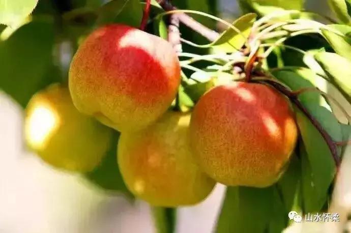 双十二优选好物,怀柔土特产有哪些值得买