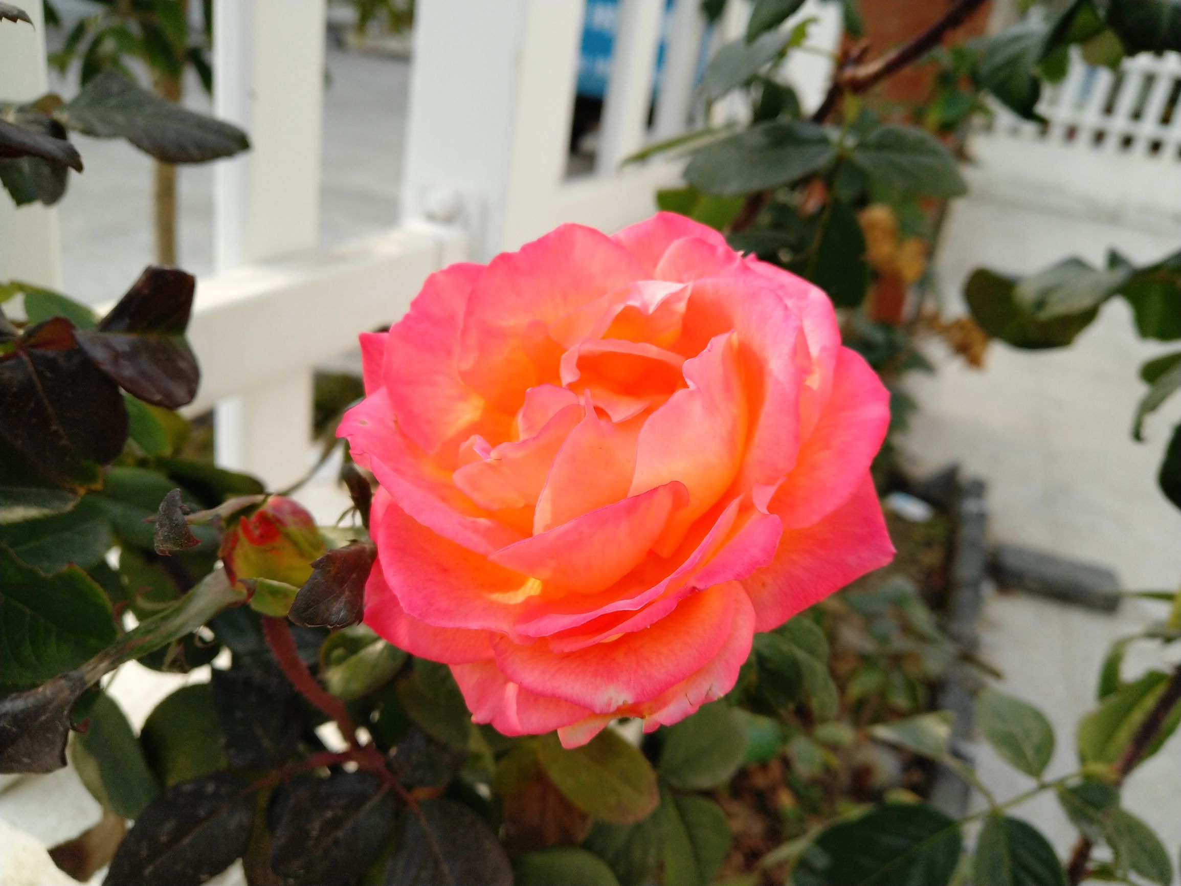 坚果pro2真实体验,坚果pro2最详细评测