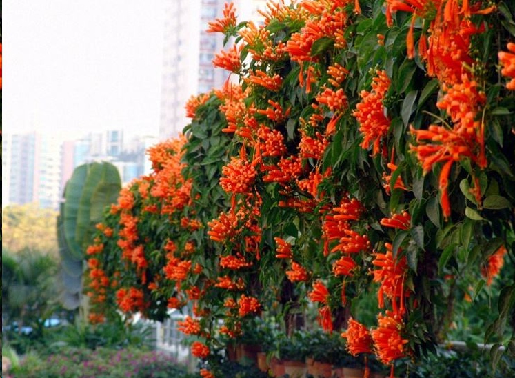 哪种藤本植物最好养,好养的藤本植物