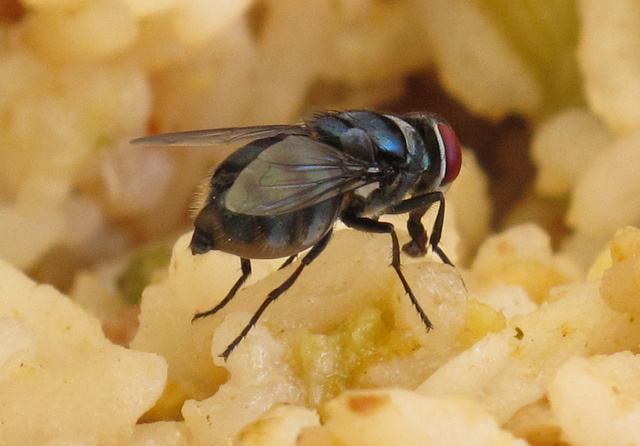 纸币上的细菌对人体伤害大吗,纸币上的细菌对人体有什么危害