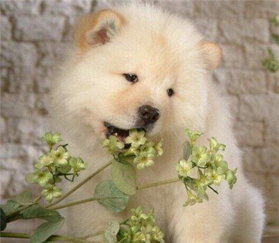 松狮狗多少钱,松狮犬大概多少钱一只幼犬图片