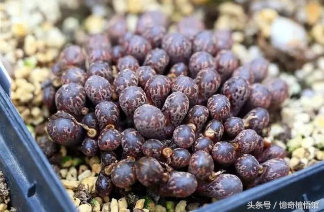 那些年，让*欲人**罢不能的屁屁！美呆了！