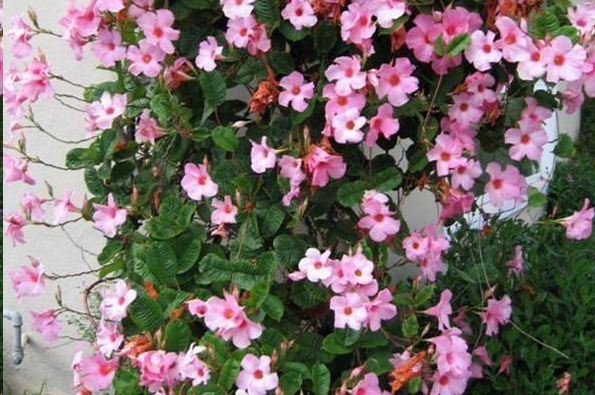 哪种藤本植物最好养,好养的藤本植物