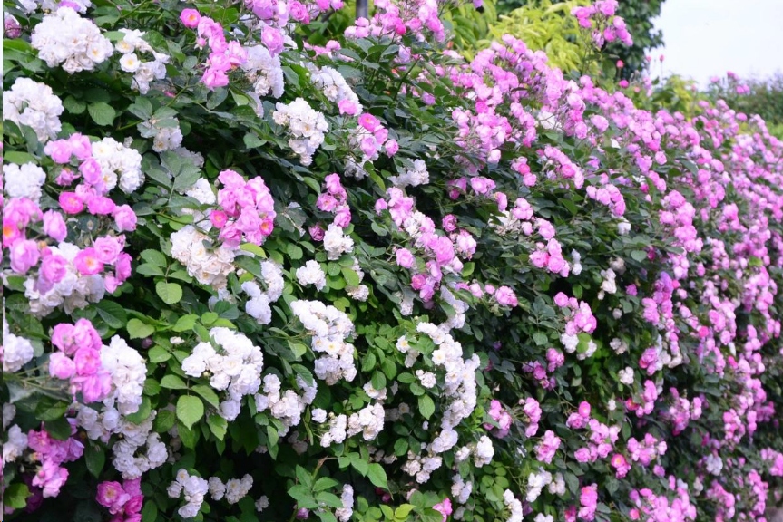 哪种藤本植物最好养,好养的藤本植物