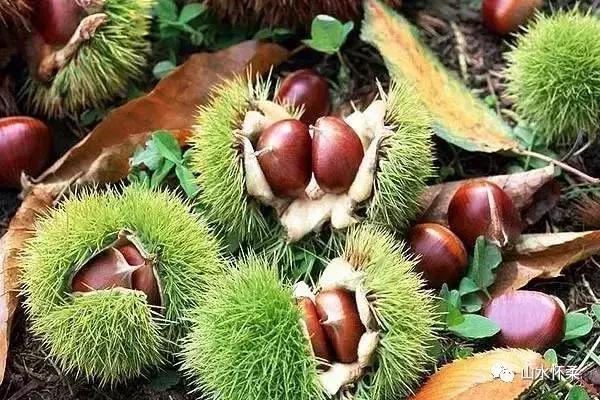 双十二优选好物,怀柔土特产有哪些值得买