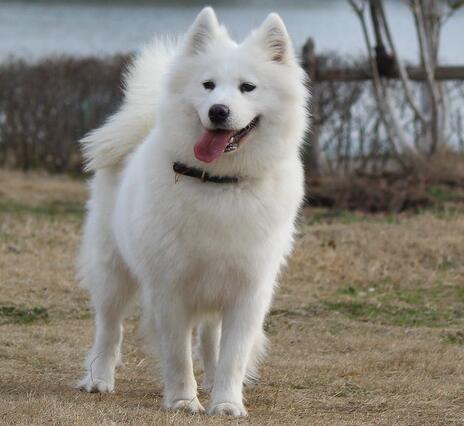 纯种萨摩耶犬怎么挑,萨摩耶犬多少钱一只纯种