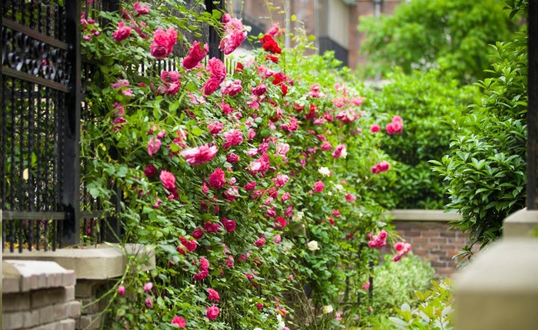 哪种藤本植物最好养,好养的藤本植物