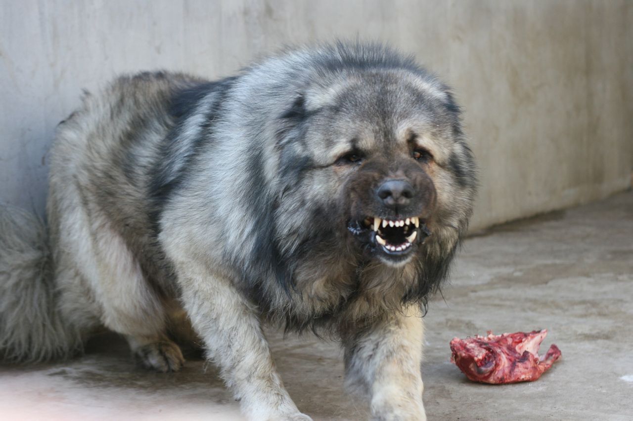 狗狗断尾可以直接把尾巴剪掉吗,为什么断尾会延长狗狗寿命