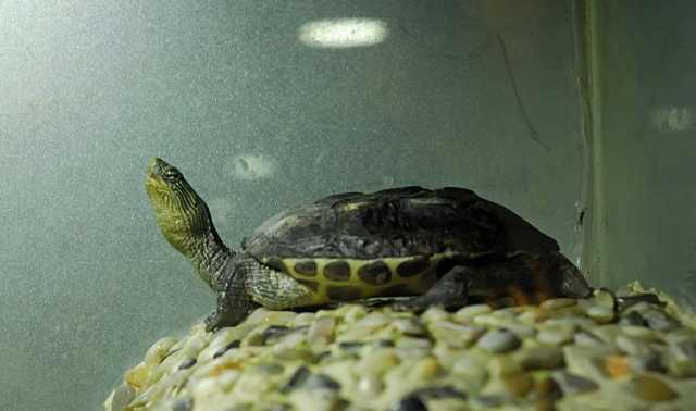 最好养又可爱互动性好的乌龟,养了二十年的乌龟有灵性吗