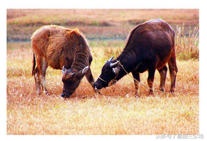 生肖丑牛2019,丑牛生肖生在什么时候好