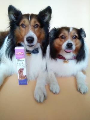 狗狗吃营养膏有什么坏处,狗狗吃营养膏吃多了怎么办