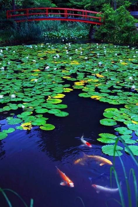 行路难诗词鉴赏,诗词赏析