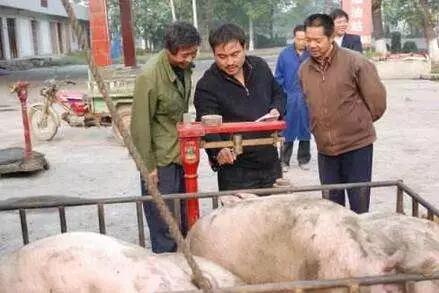 养猪知识养猪小妙招,农村养猪最简单方法