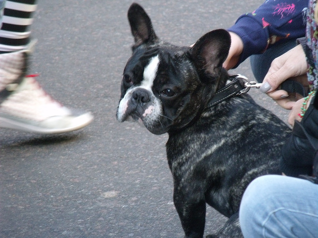 法国斗牛犬是什么犬种,犬种百科之比熊