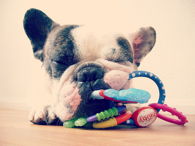 法国斗牛犬是什么犬种,犬种百科之比熊