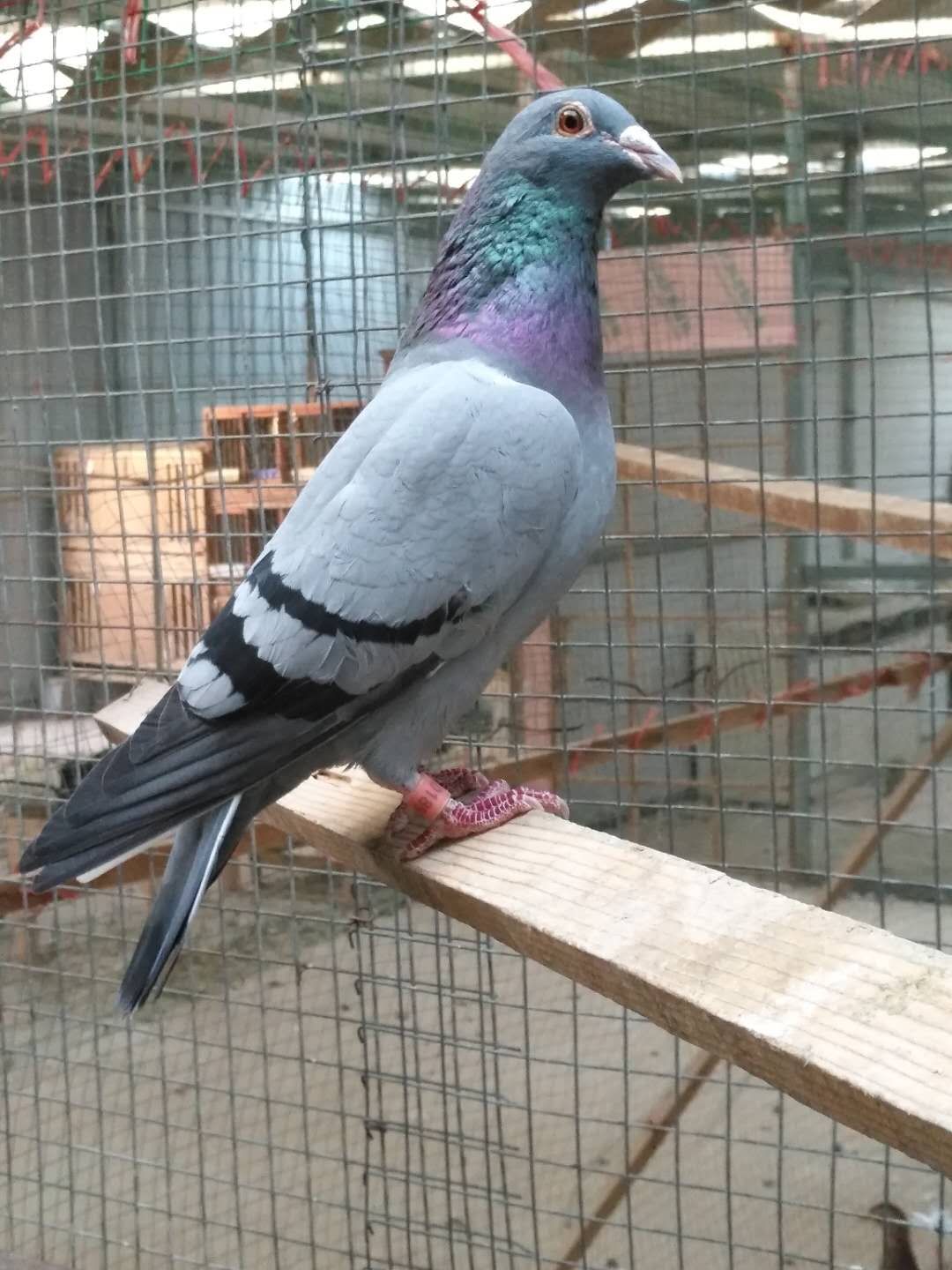 新手鸽友怎么做能使鸽子保持健康,用这几招养的鸽子个个活泼可爱