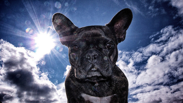 法国斗牛犬是什么犬种,犬种百科之比熊