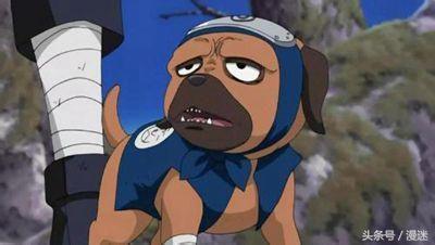 盘点全网十大网红狗狗,盘点电影中的十大狗狗明星