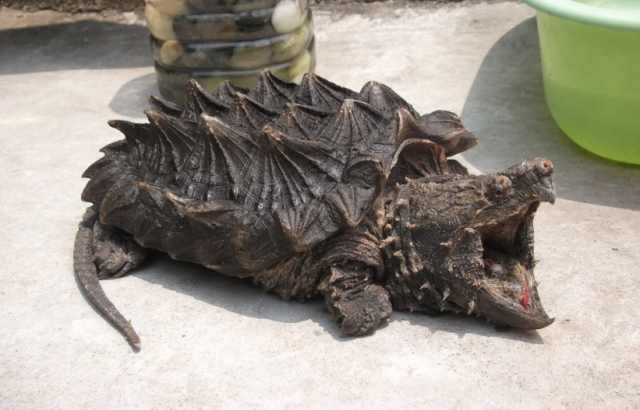 最好养又可爱互动性好的乌龟,养了二十年的乌龟有灵性吗