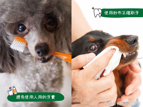狗狗牙齿黄口臭怎么办,狗狗牙齿保健四步走