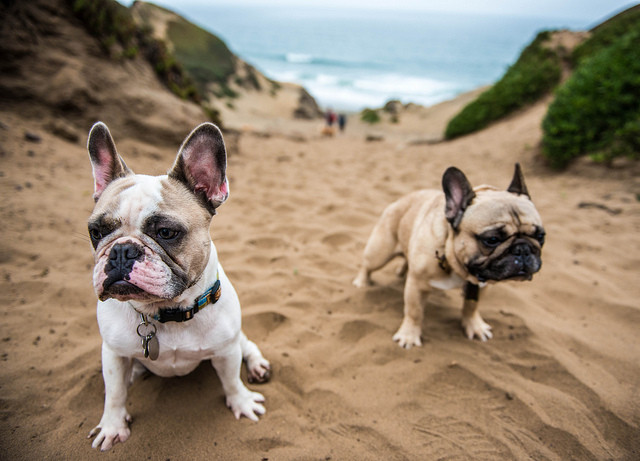 法国斗牛犬是什么犬种,犬种百科之比熊