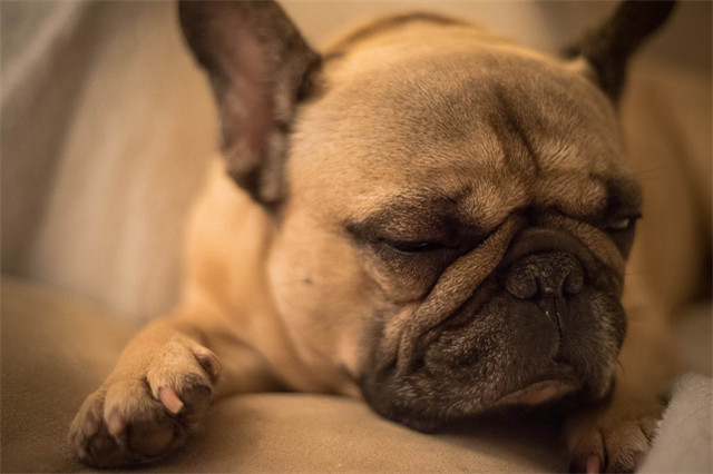 法国斗牛犬是什么犬种,犬种百科之比熊