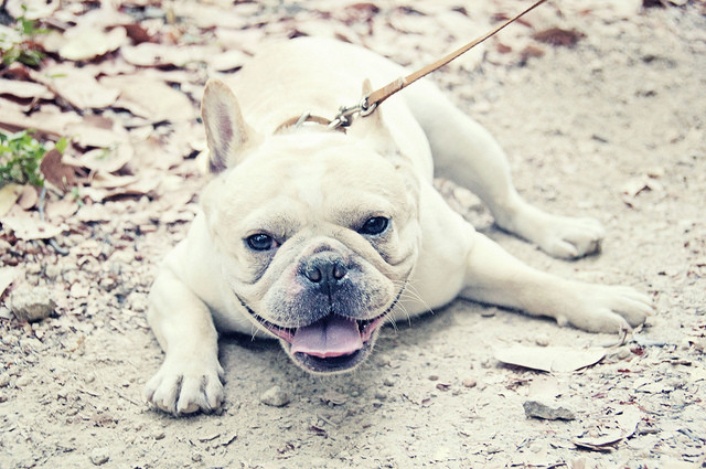 法国斗牛犬是什么犬种,犬种百科之比熊