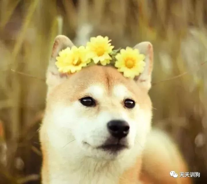 狗狗绝育知识及注意事项