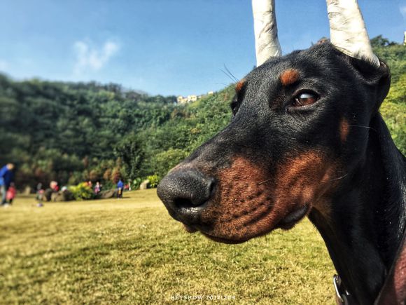 公园里的红狗HEYSHOW俘虏了0-80岁的芳心