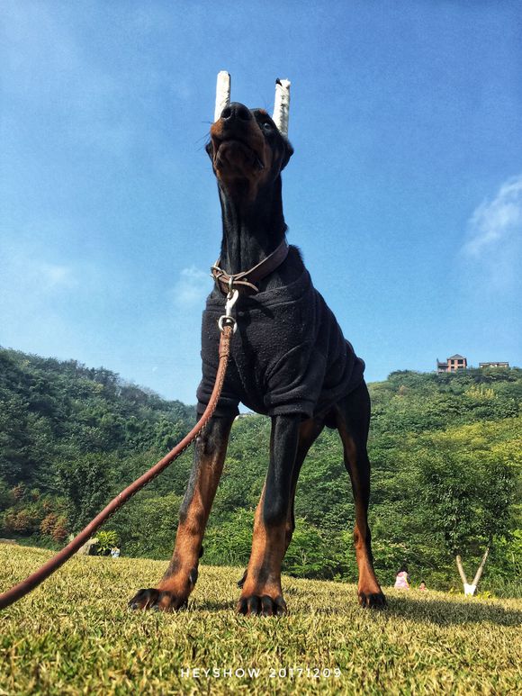 公园里的红狗HEYSHOW俘虏了0-80岁的芳心