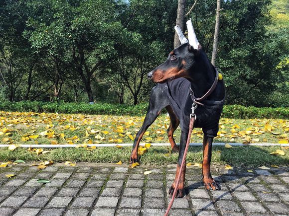 公园里的红狗HEYSHOW俘虏了0-80岁的芳心