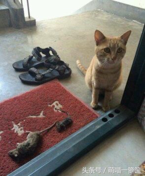 想知道你在喵星人的眼里是什么样儿的吗？答应我看完别伤心